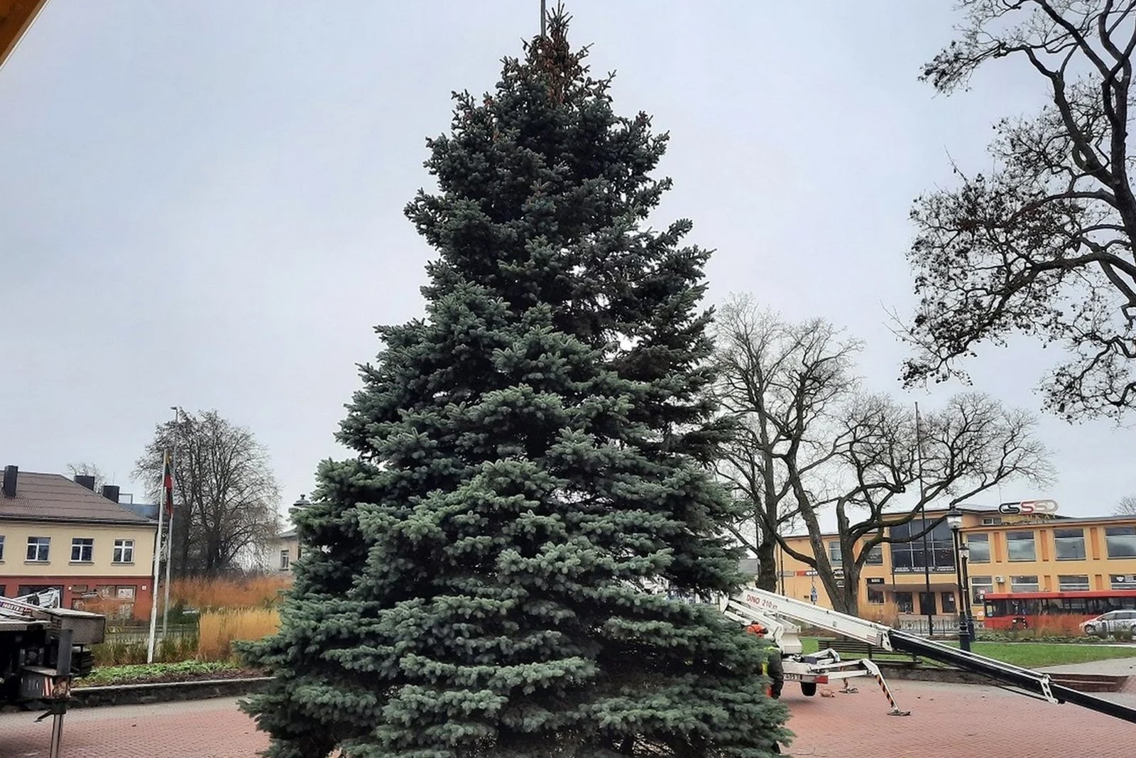 Antrus metus iš eilės Kretingos Rotušės aikštėje bus puošiama tikra, natūrali žaliaskarė