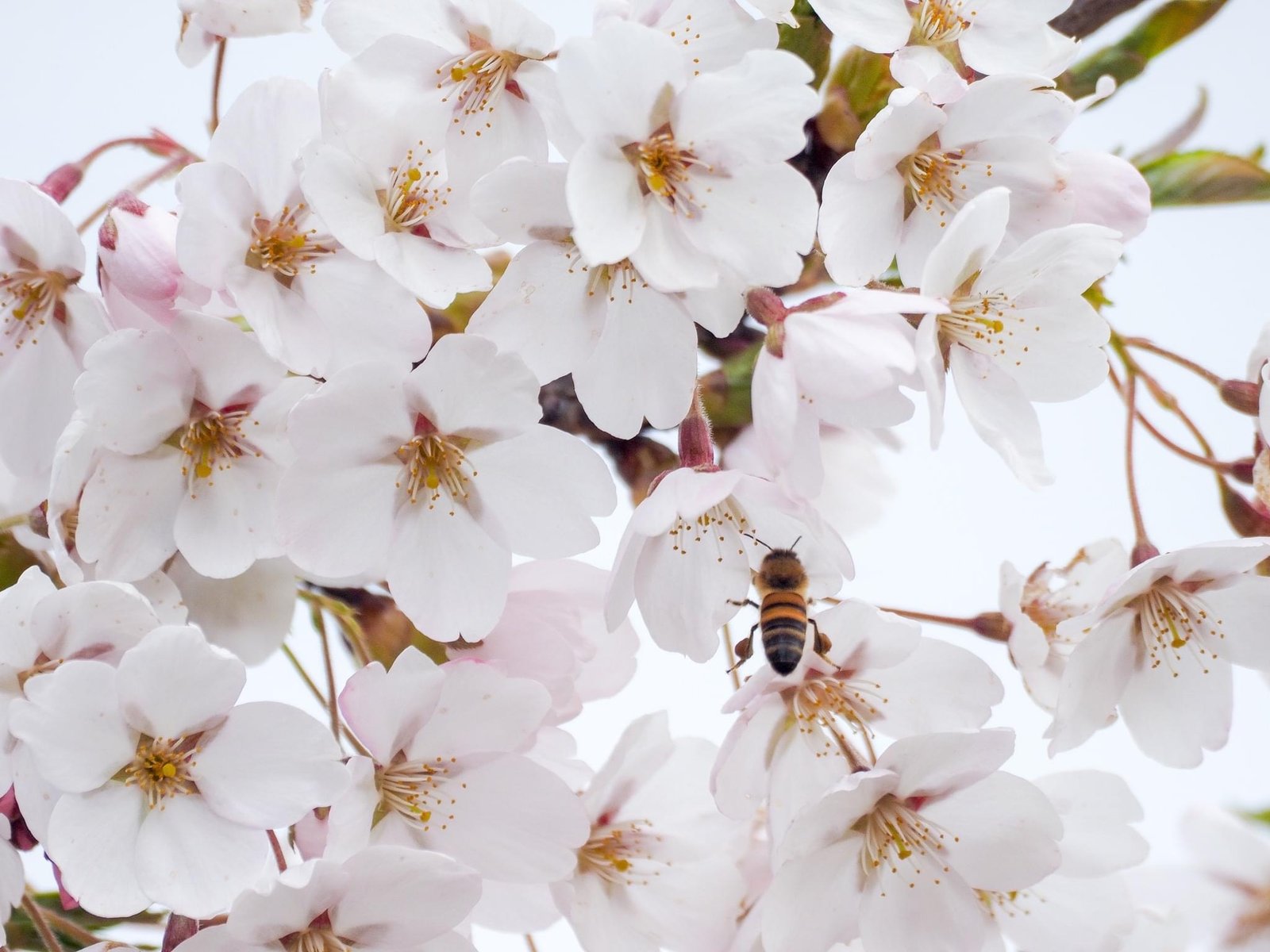 Japoniško sodo nuotr.