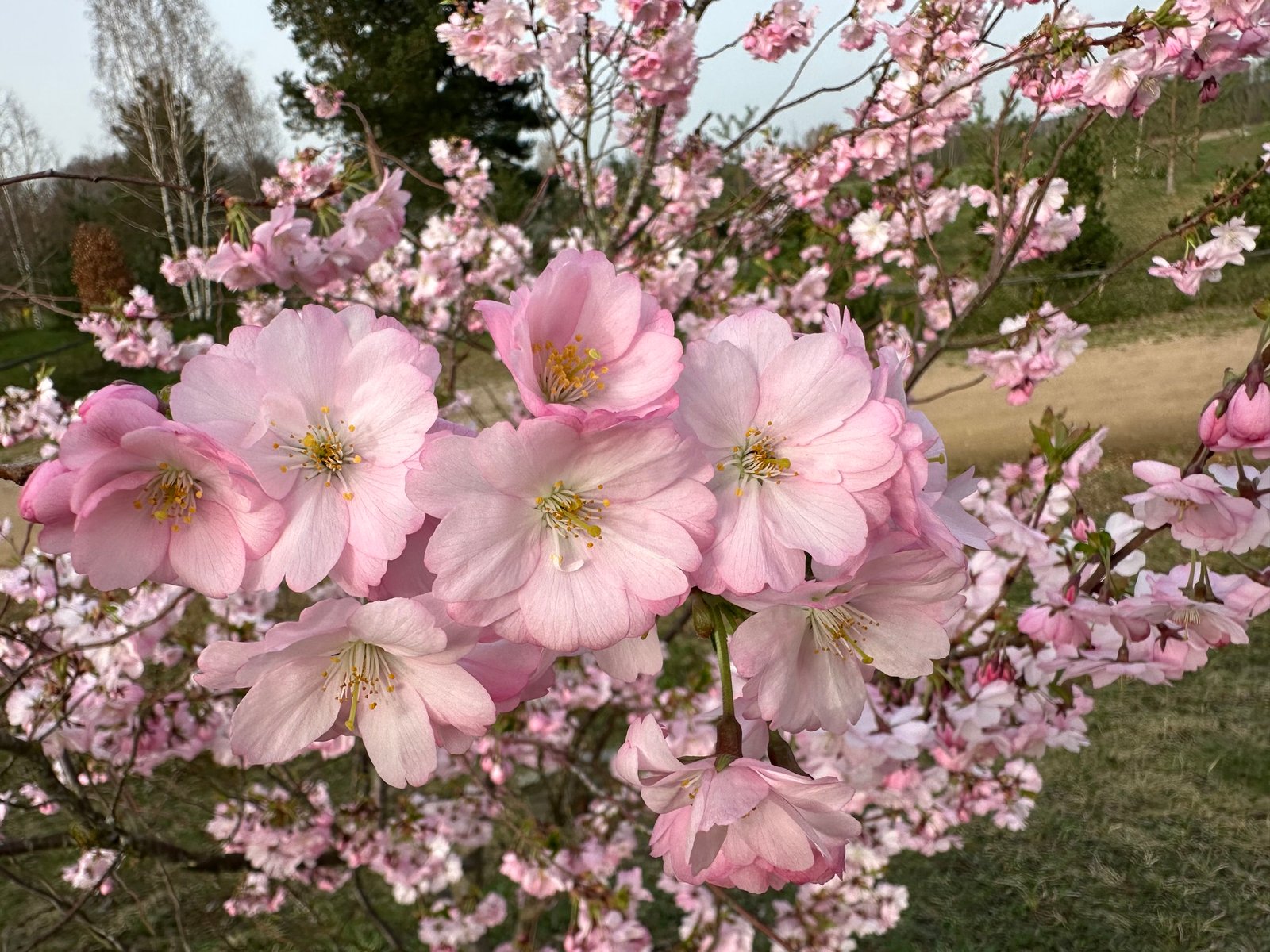 Japoniško sodo nuotr.