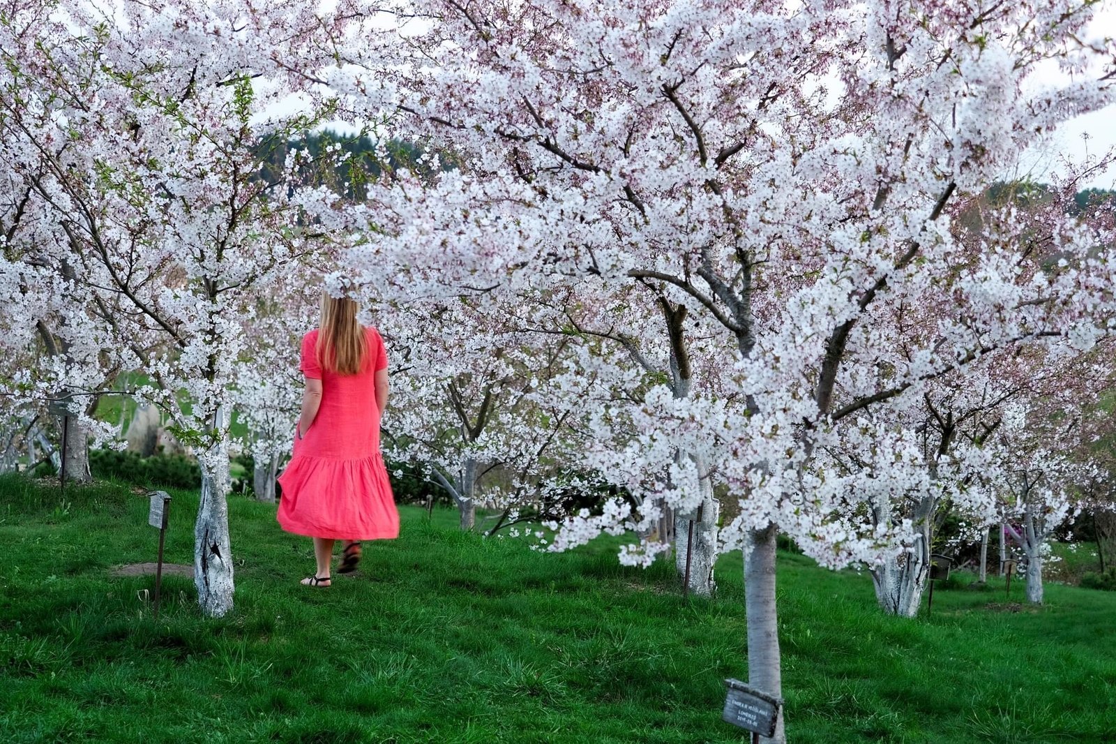 Japoniško sodo nuotr.