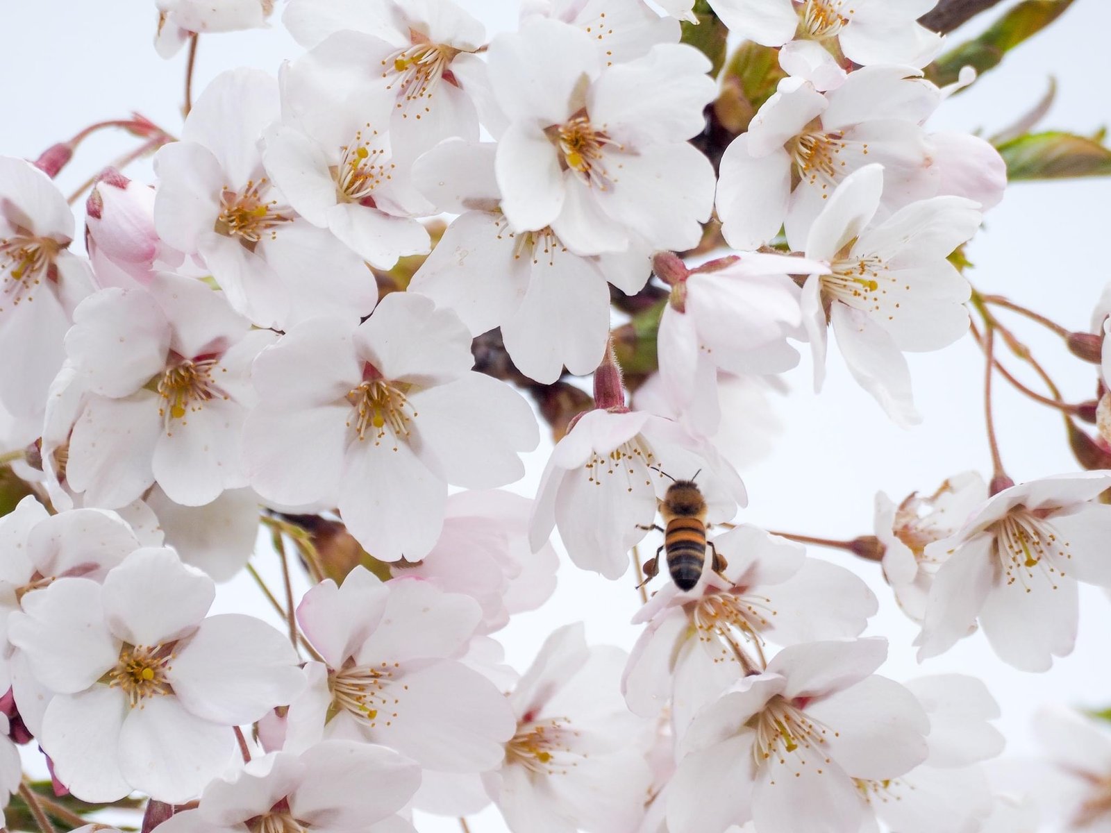 Japoniško sodo nuotr.