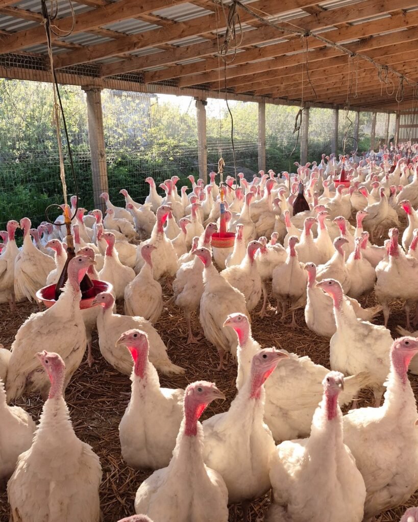 Baltuonių kalakutų ūkio nuotr.