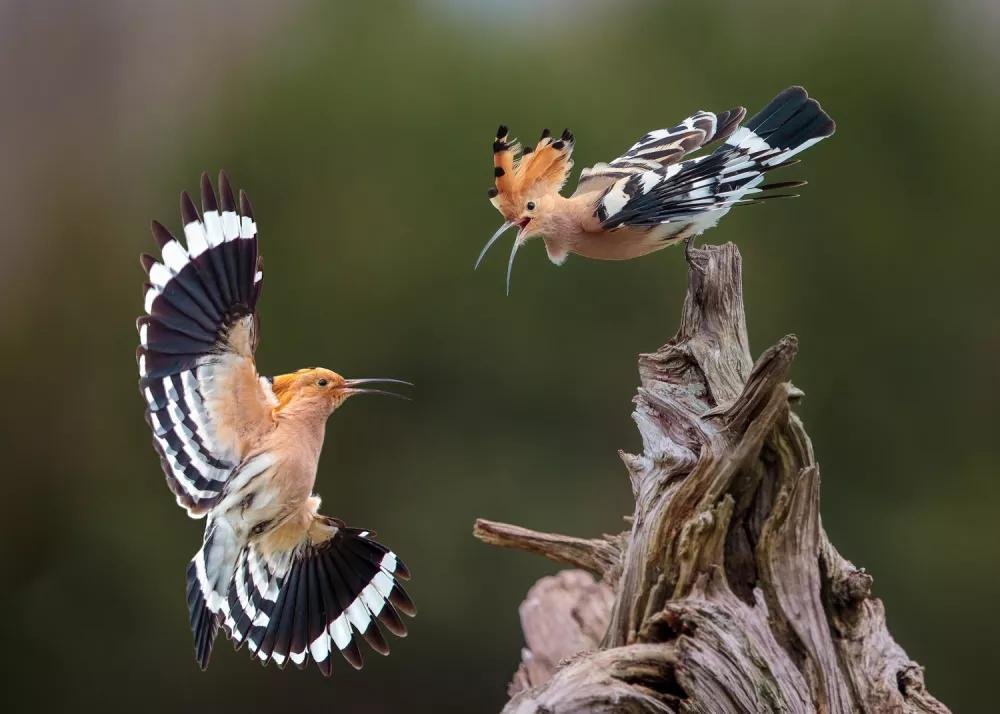 Bronislovo Ambrozo fotografija