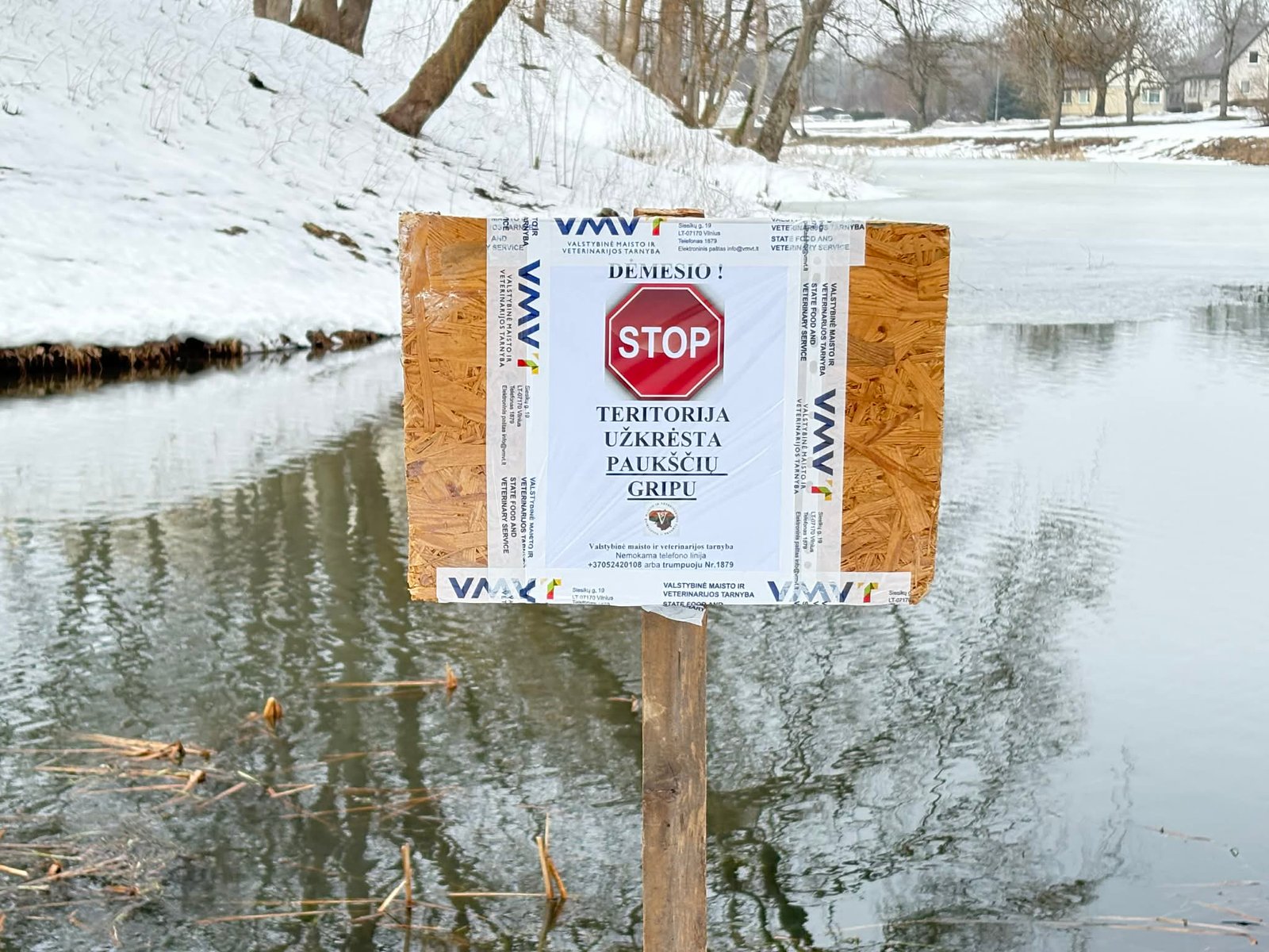 Kretingos parko pirmajame tvenkinyje – paukščių gripo virusas